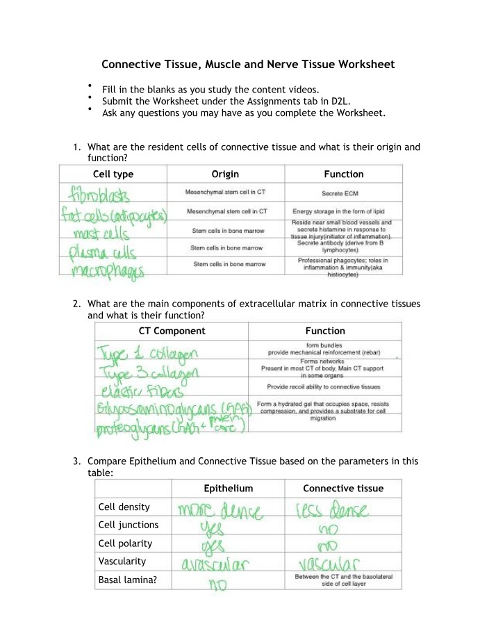Worksheet for CT Muscle and Nerve Tissue