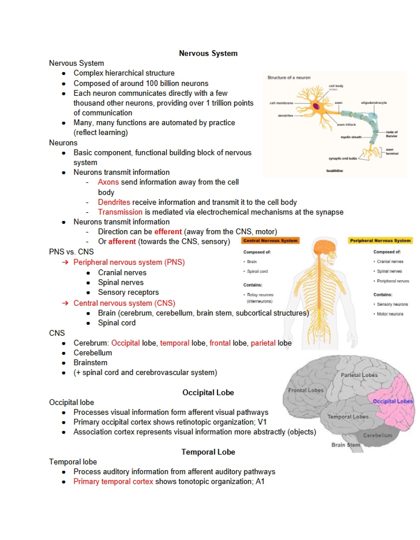 System of Nerves
