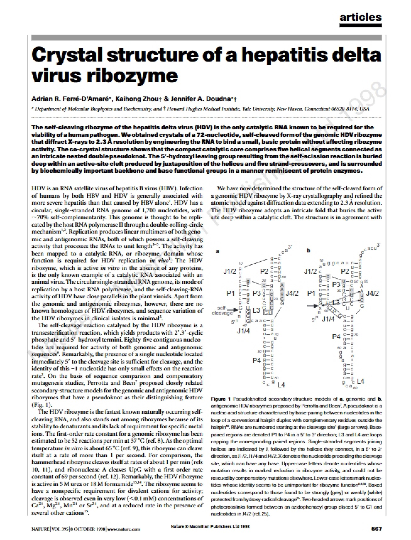 Crystal Structure of a Ribozyme from the Hepatitis Delta Virus