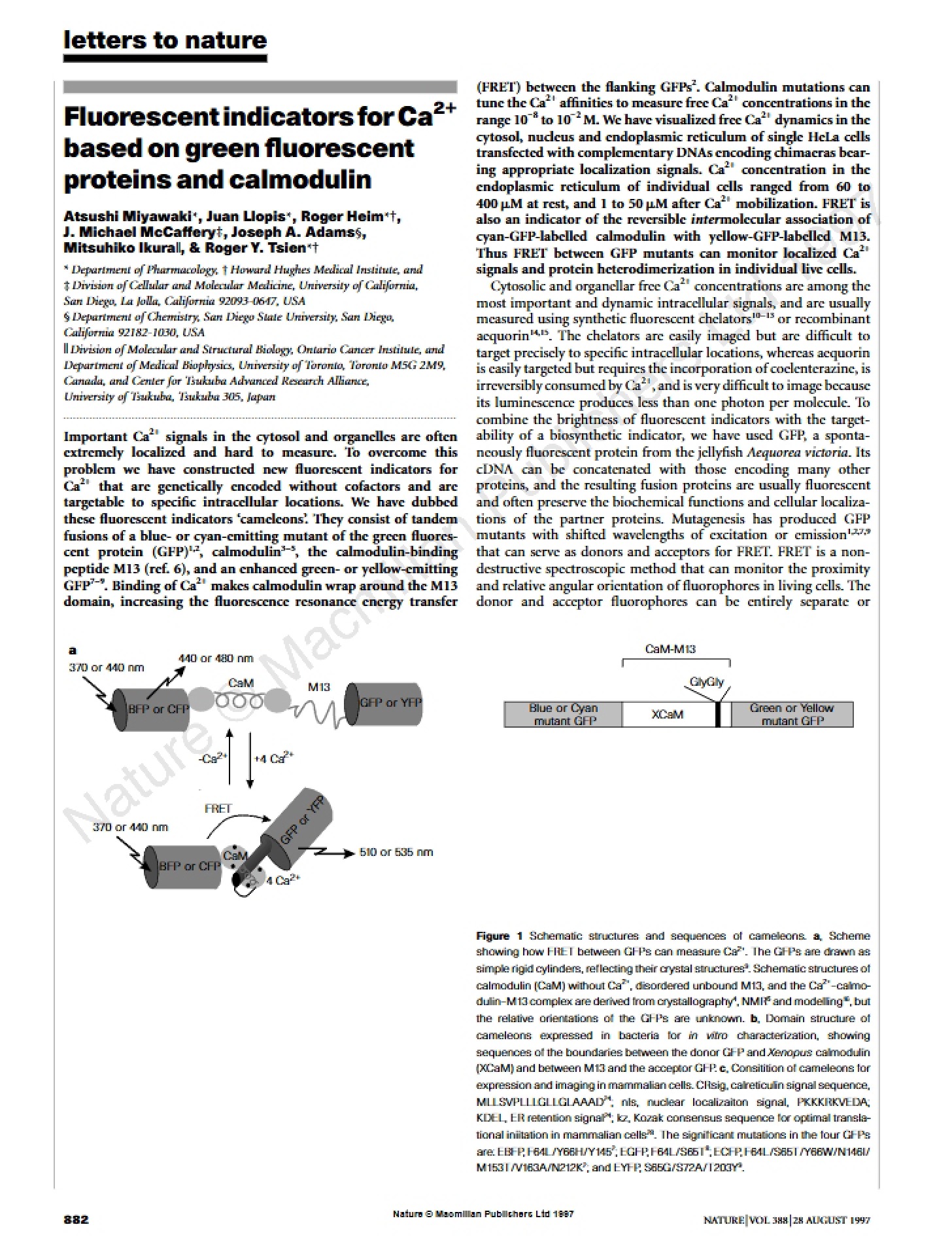 Calmodulin and GFP-Based Fluorescent Ca2+ Indicators