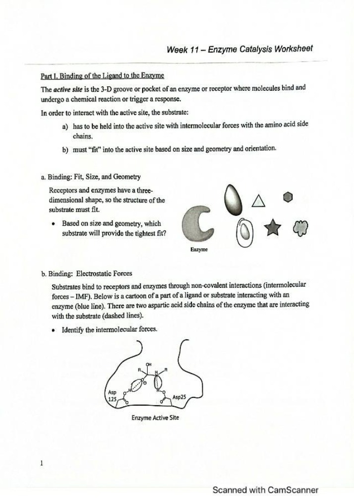 Worksheet on Enzyme Catalysis
