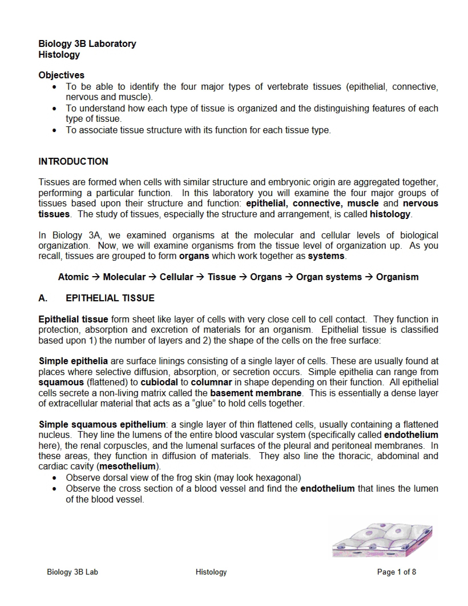 Histology Overview