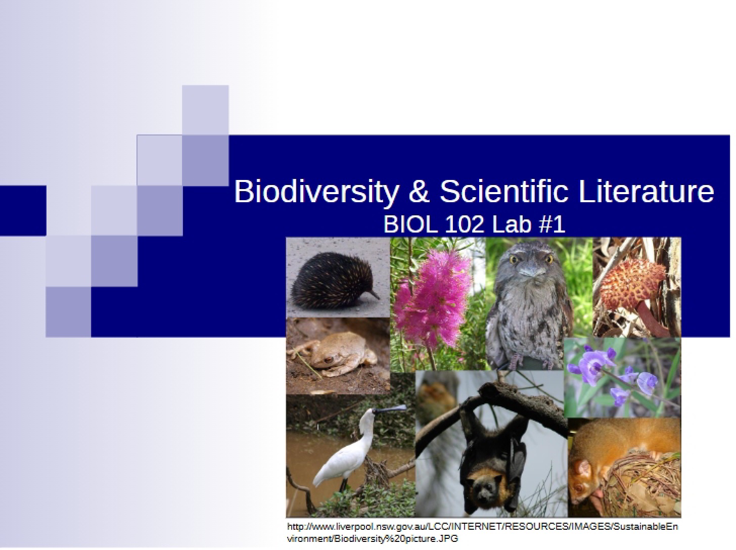 Presentation on Biodiversity