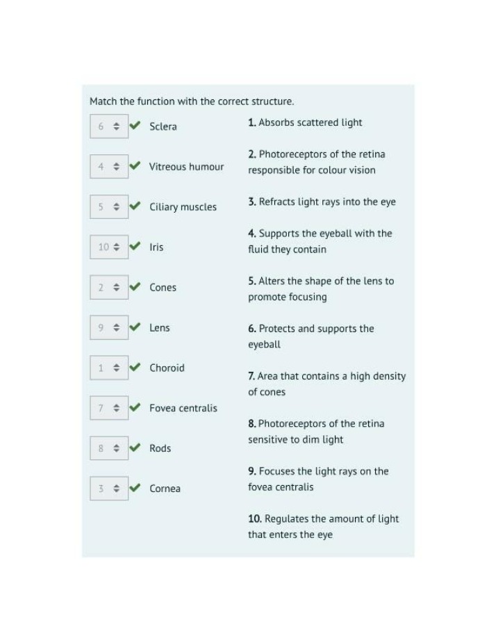 Quiz - Matching Eye Functions with Structures
