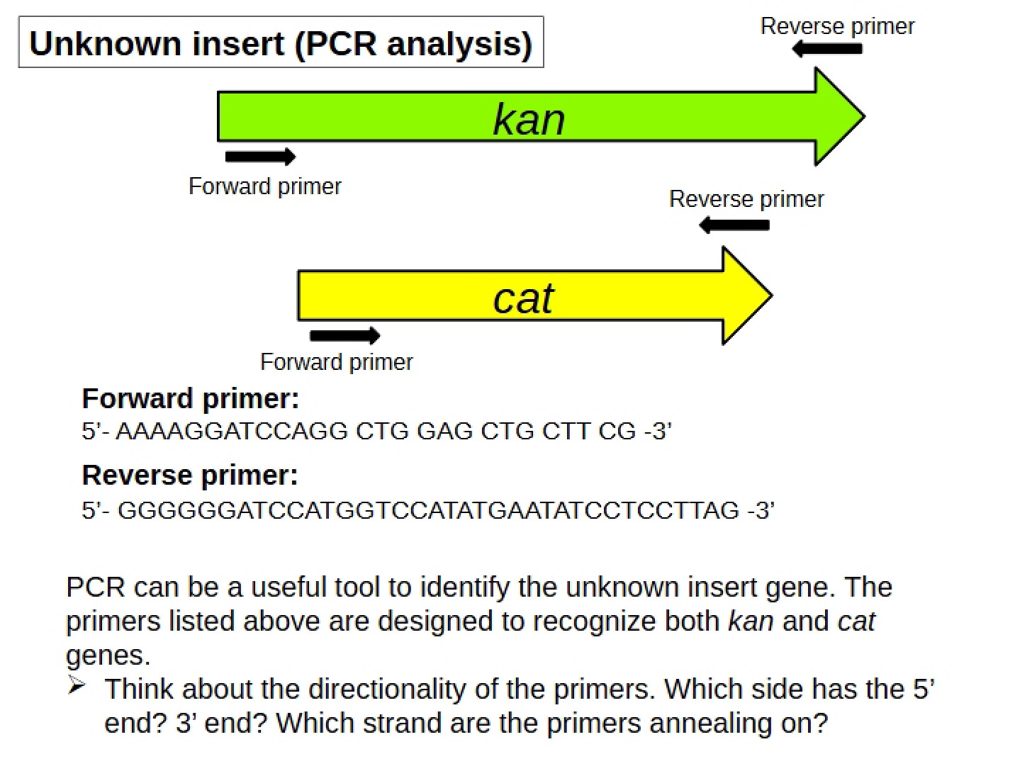 PCR Analysis Unknown Insert