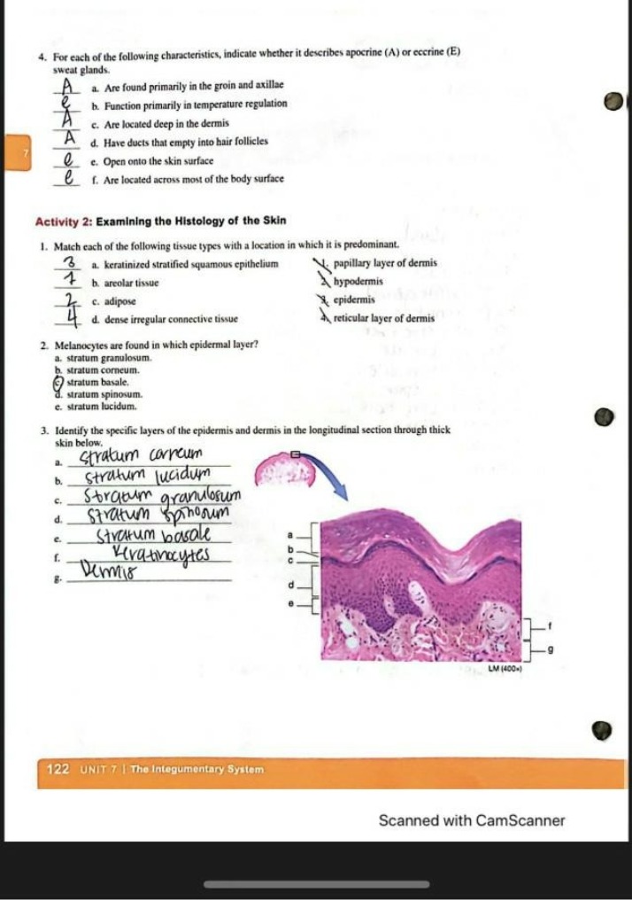 Characteristics of Apocrine and Eccrine Sweat Glands