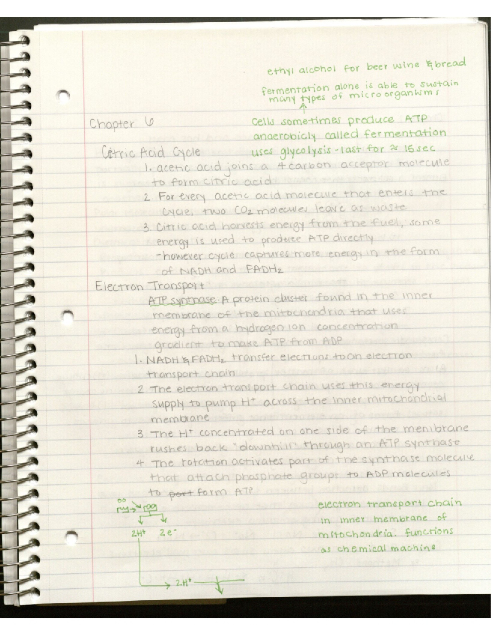 Principles of Biology Course Notes