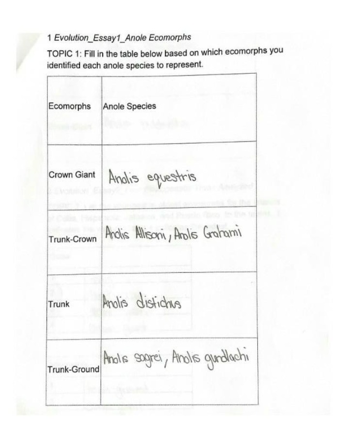 Evolution Essay - Anole Ecomorphs