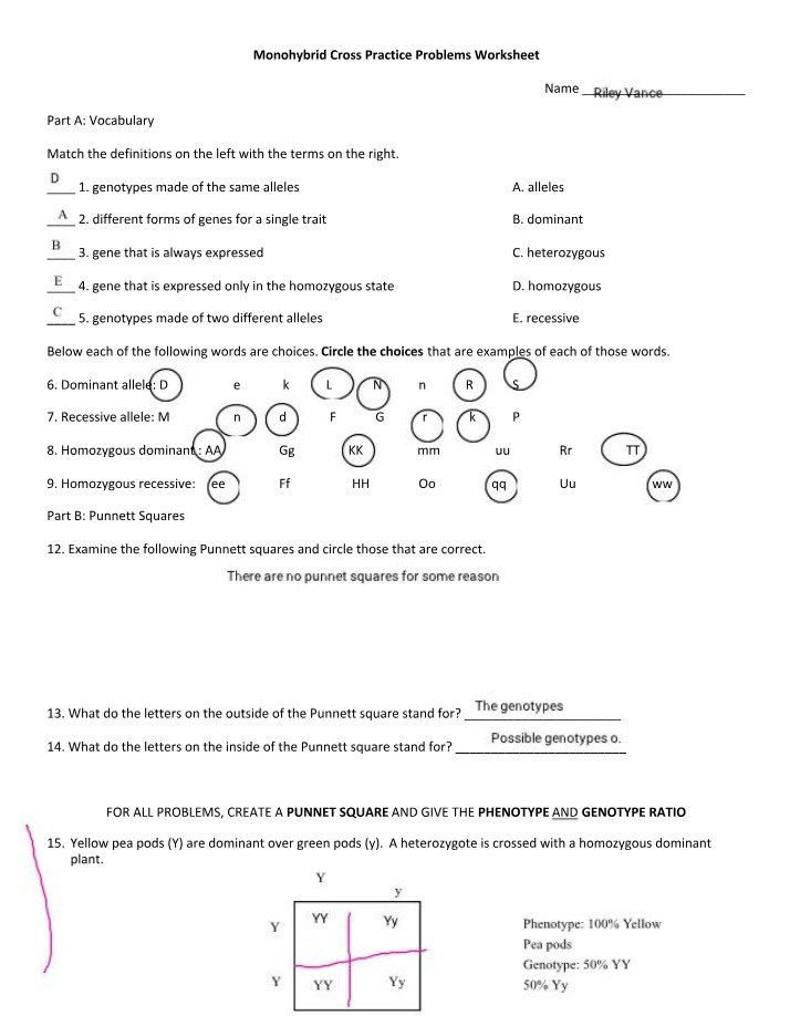 Worksheet and Solutions - Monohybrid Cross Practice