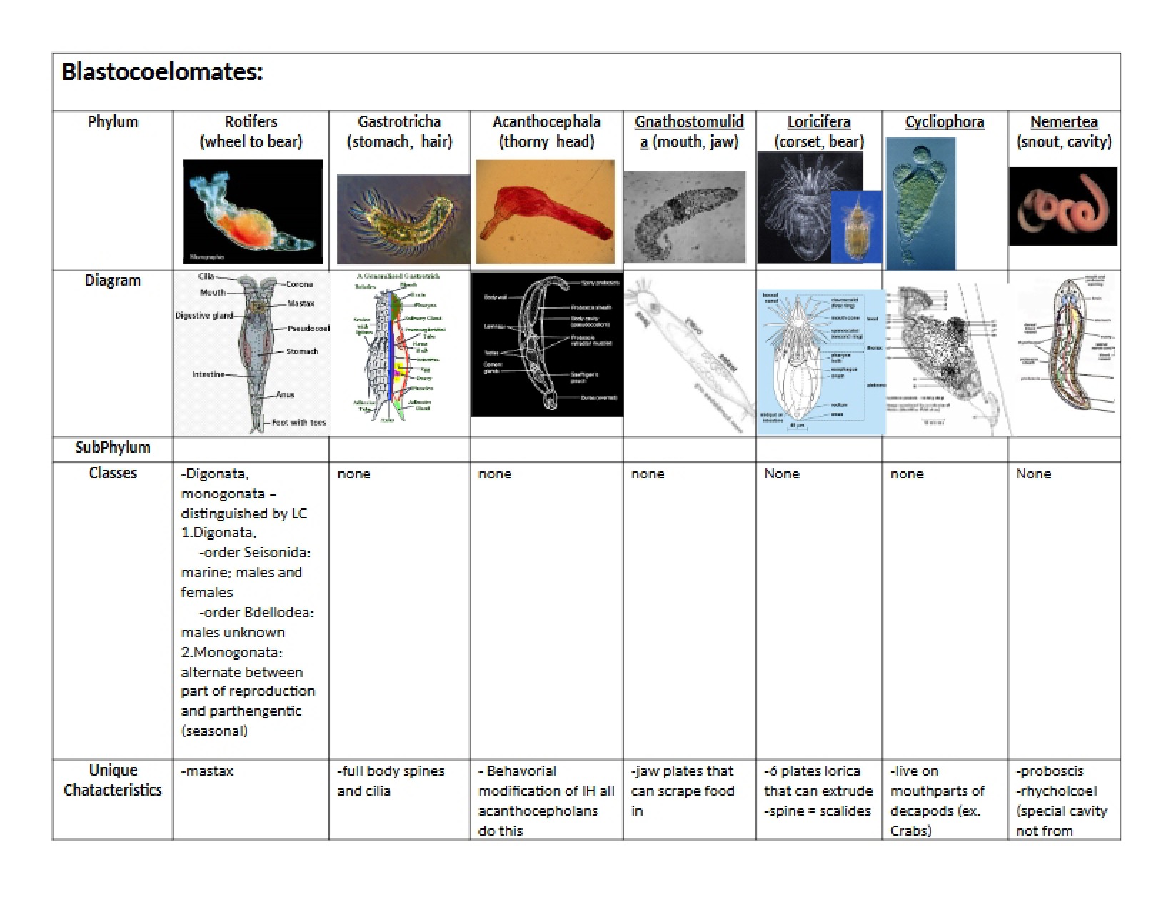 Overview of Blastocoelomates