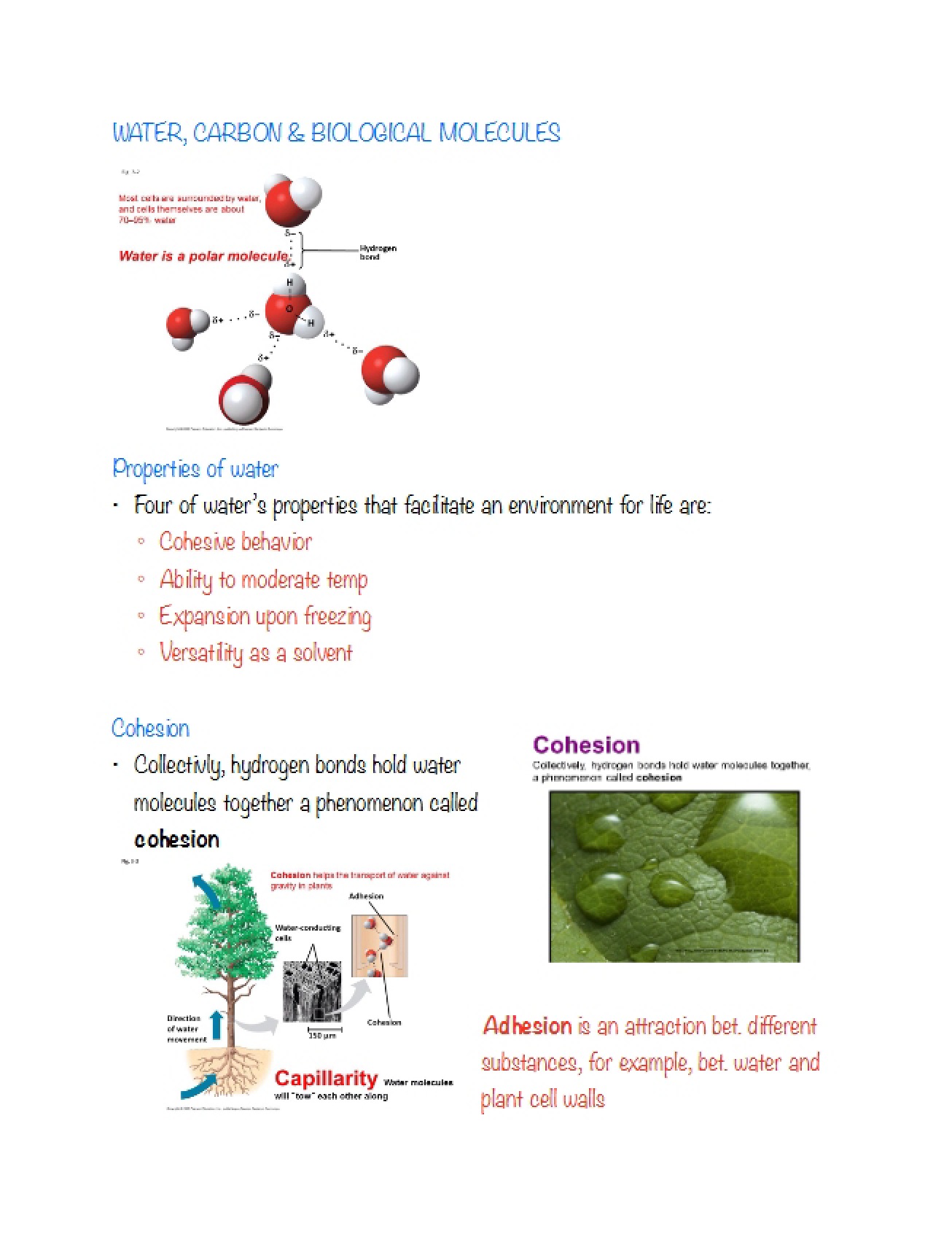 Biological Molecules Carbon and Water