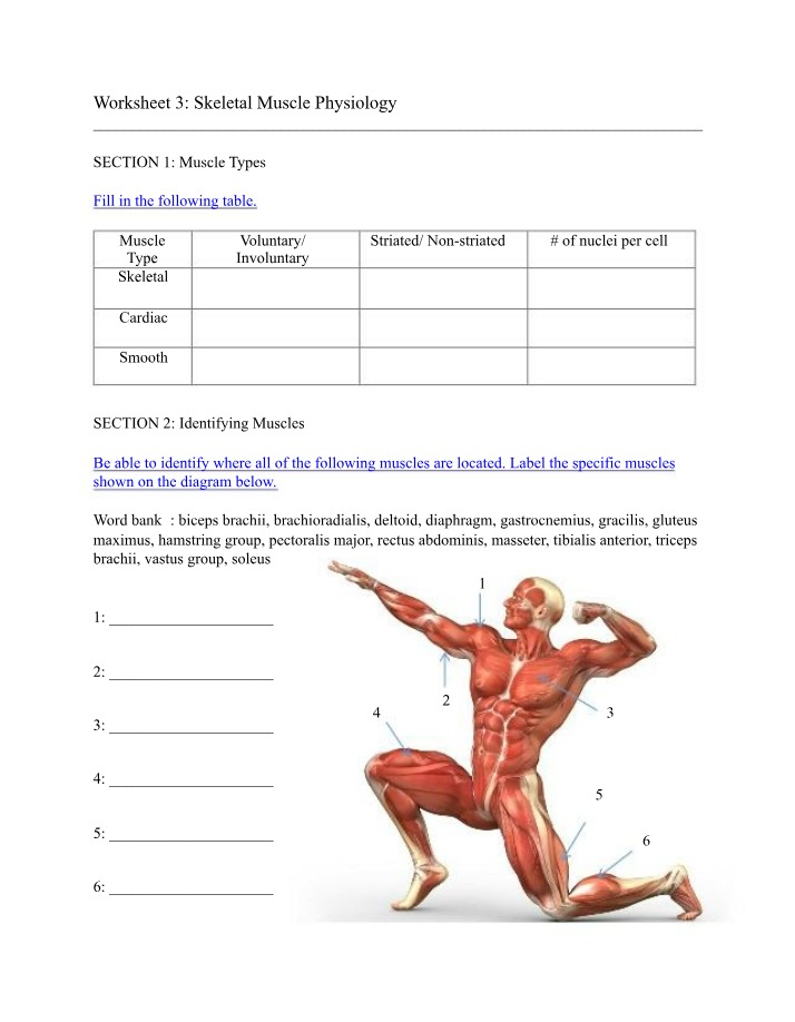 Worksheet for Skeletal Muscle Physiology