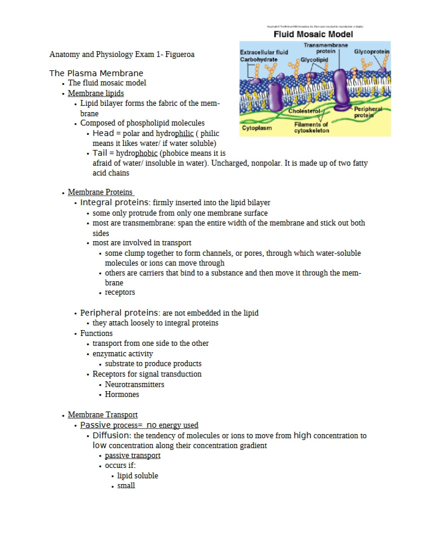 Plasma Membrane Study
