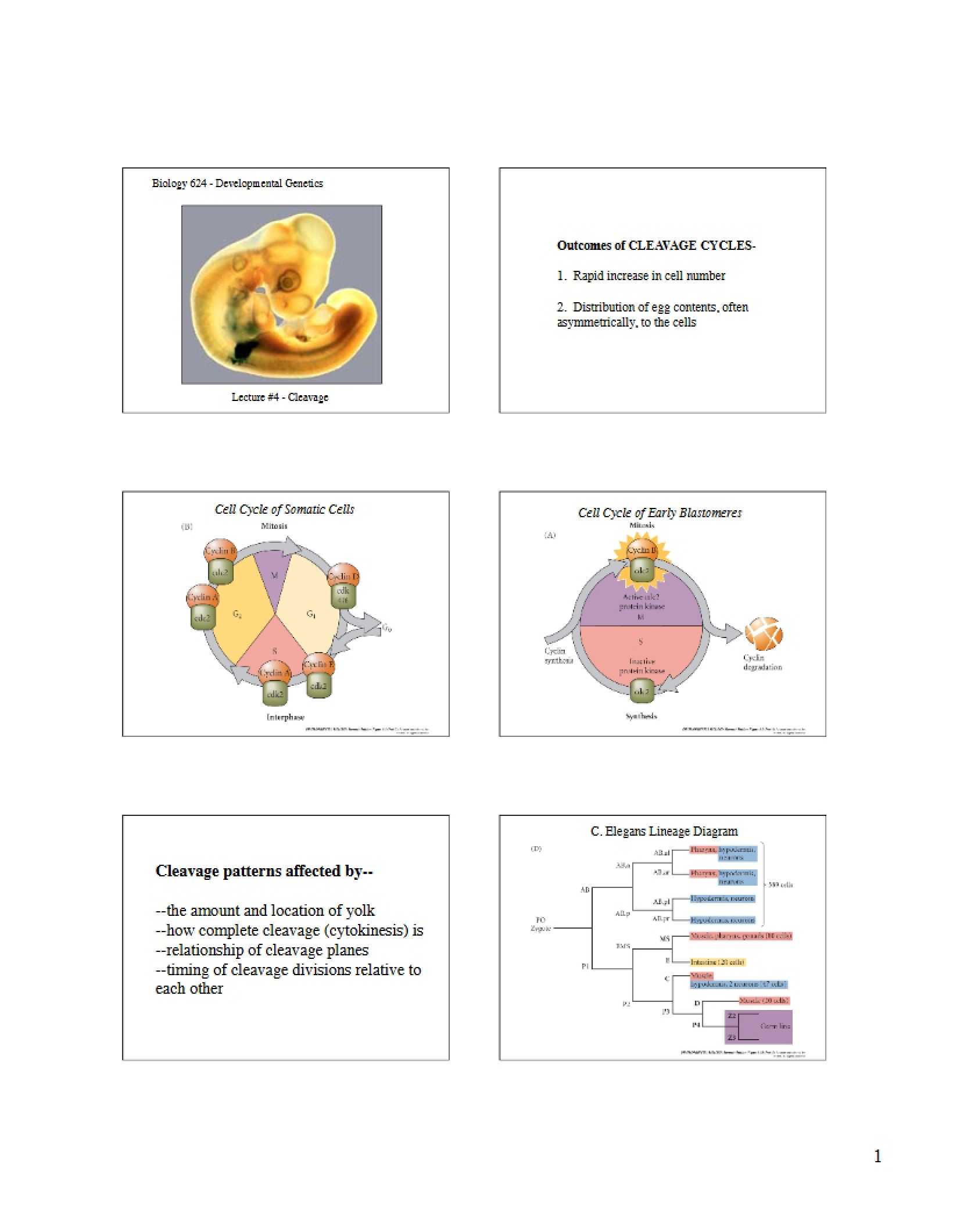 Lecture Four Cleavage