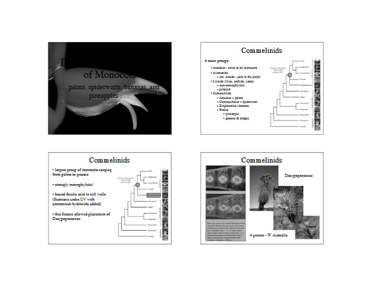 Commelinid Clade Overview