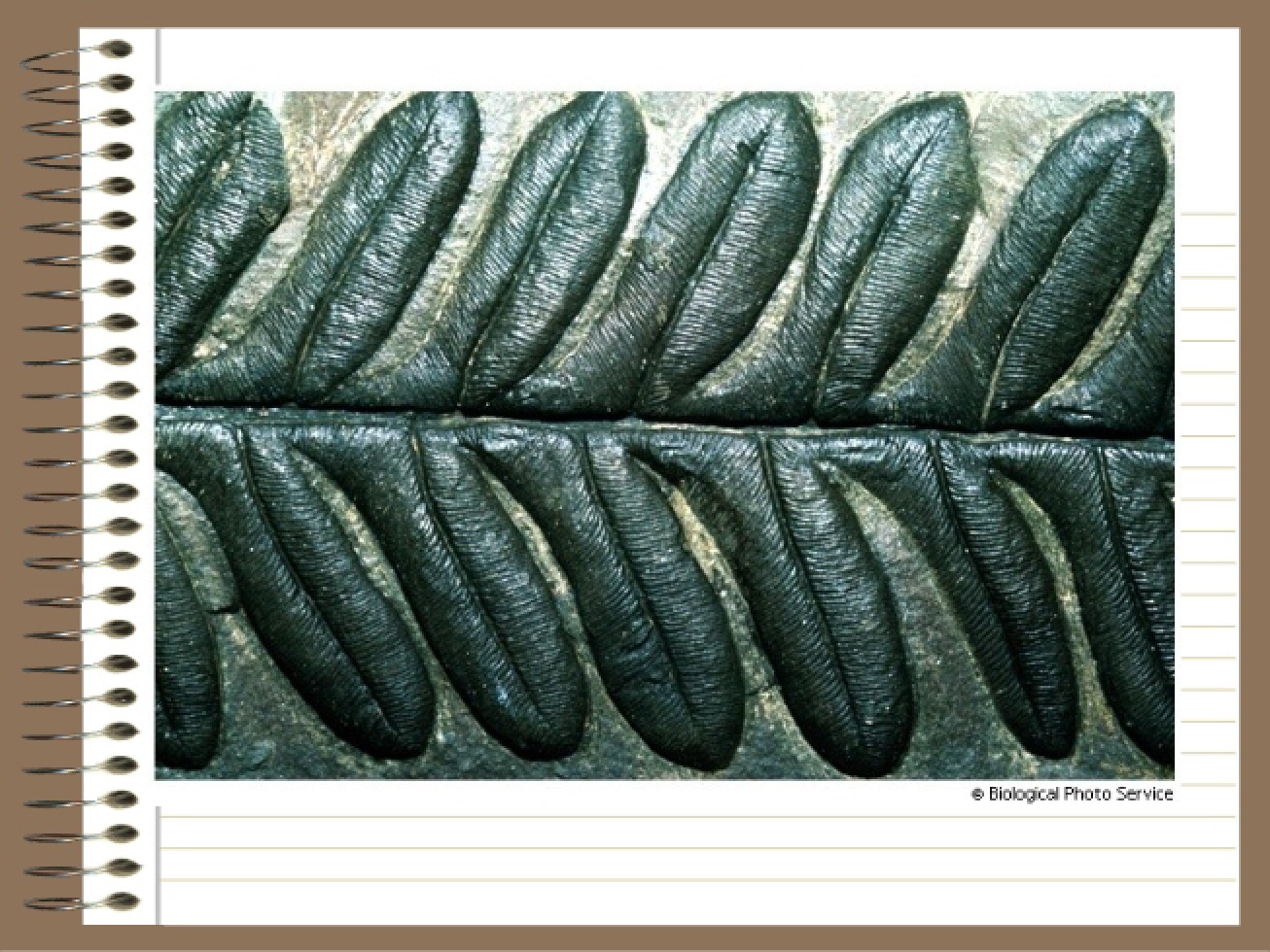 Evolutionary Evidence