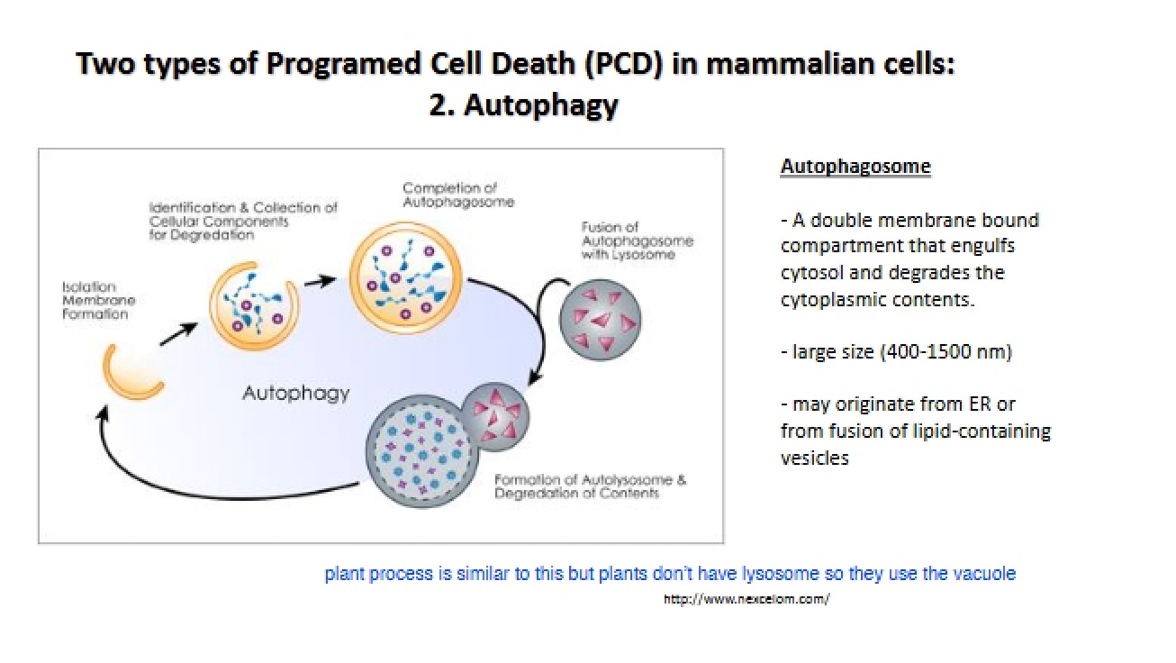 Programmed Cell Death Two Varieties