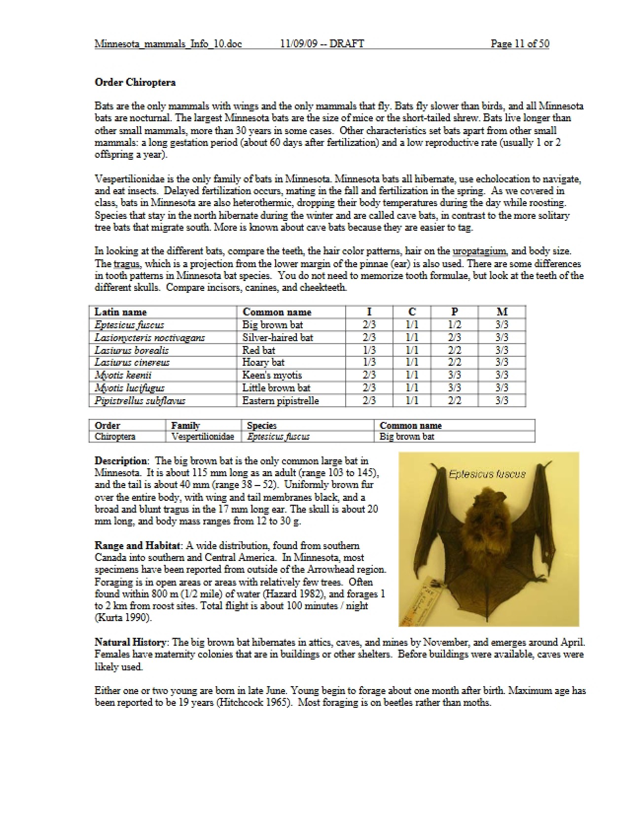 Chiroptera Order