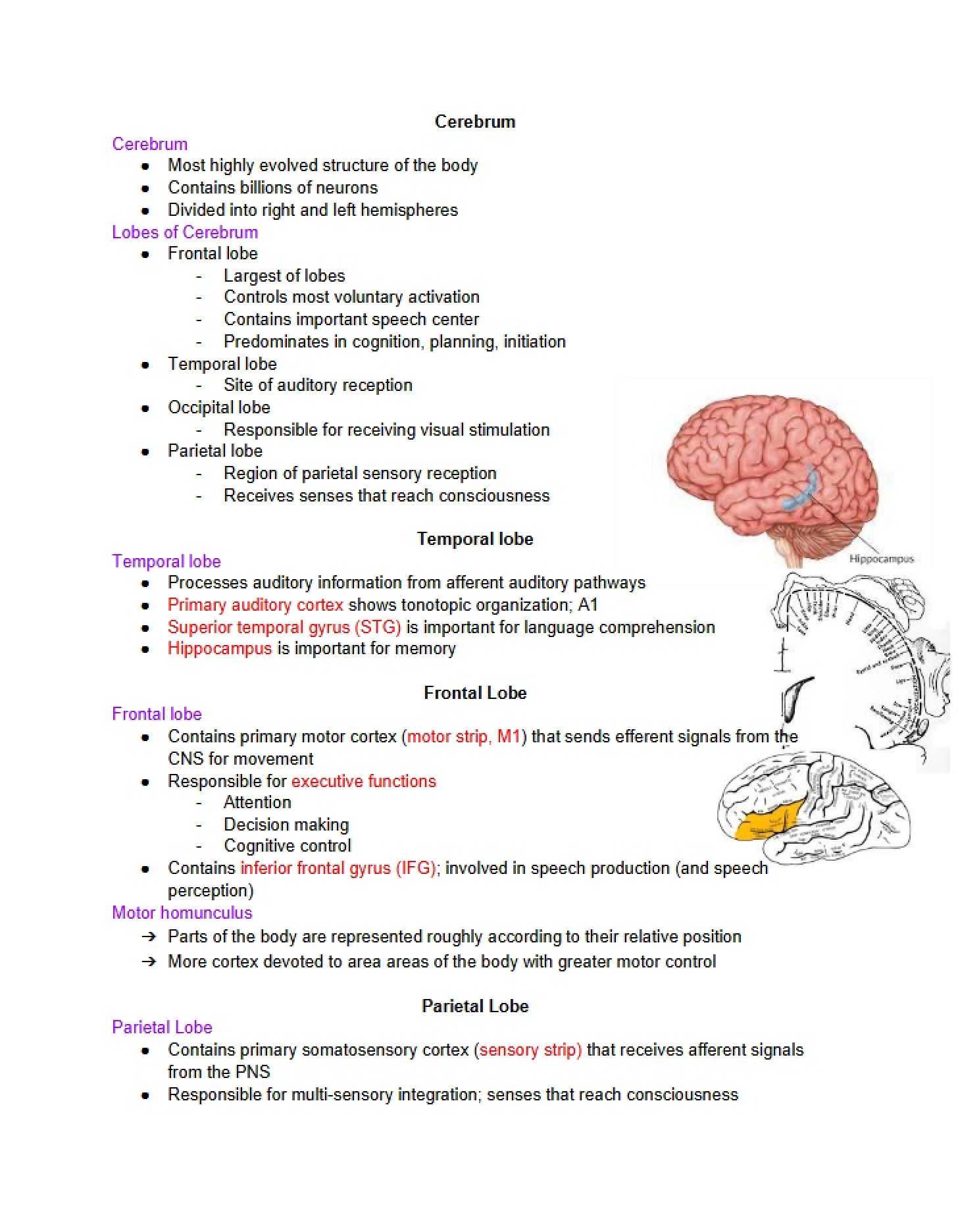 Cerebrum