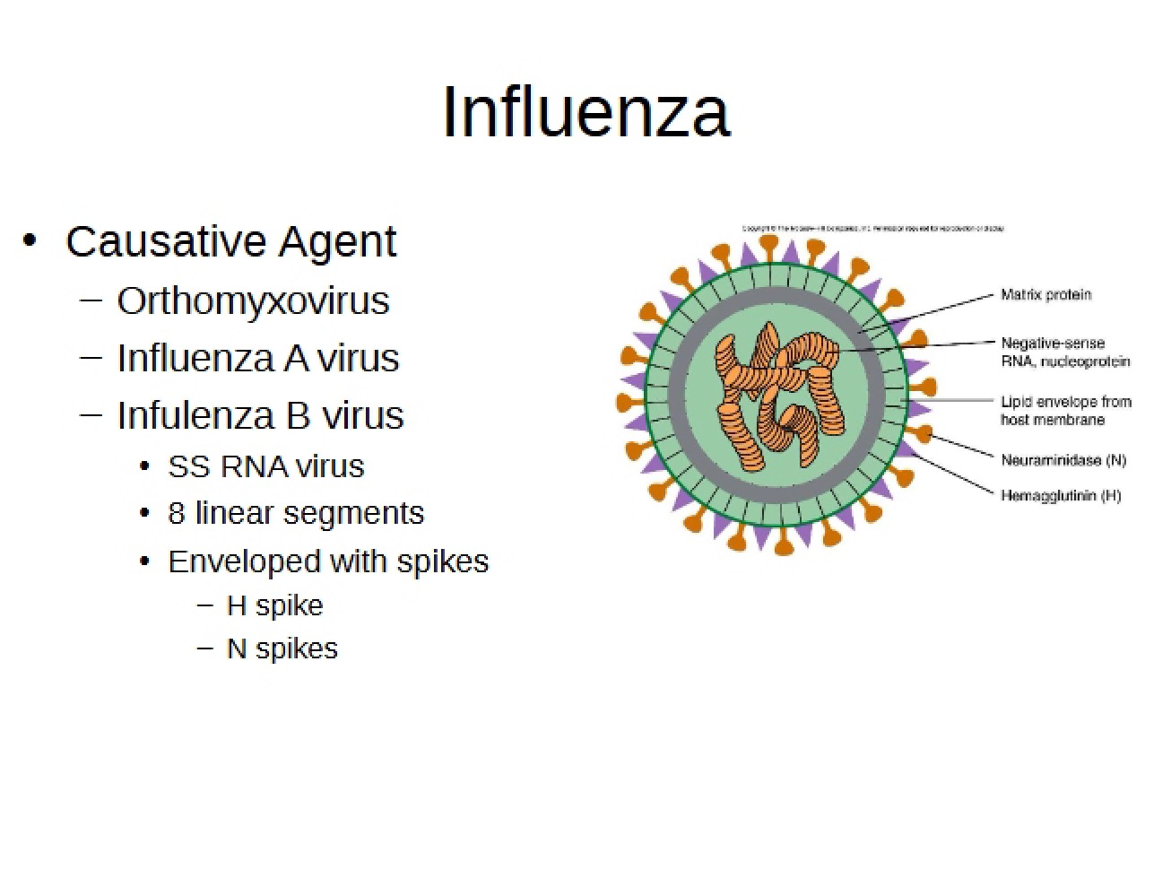 Introduction to the Influenza Virus