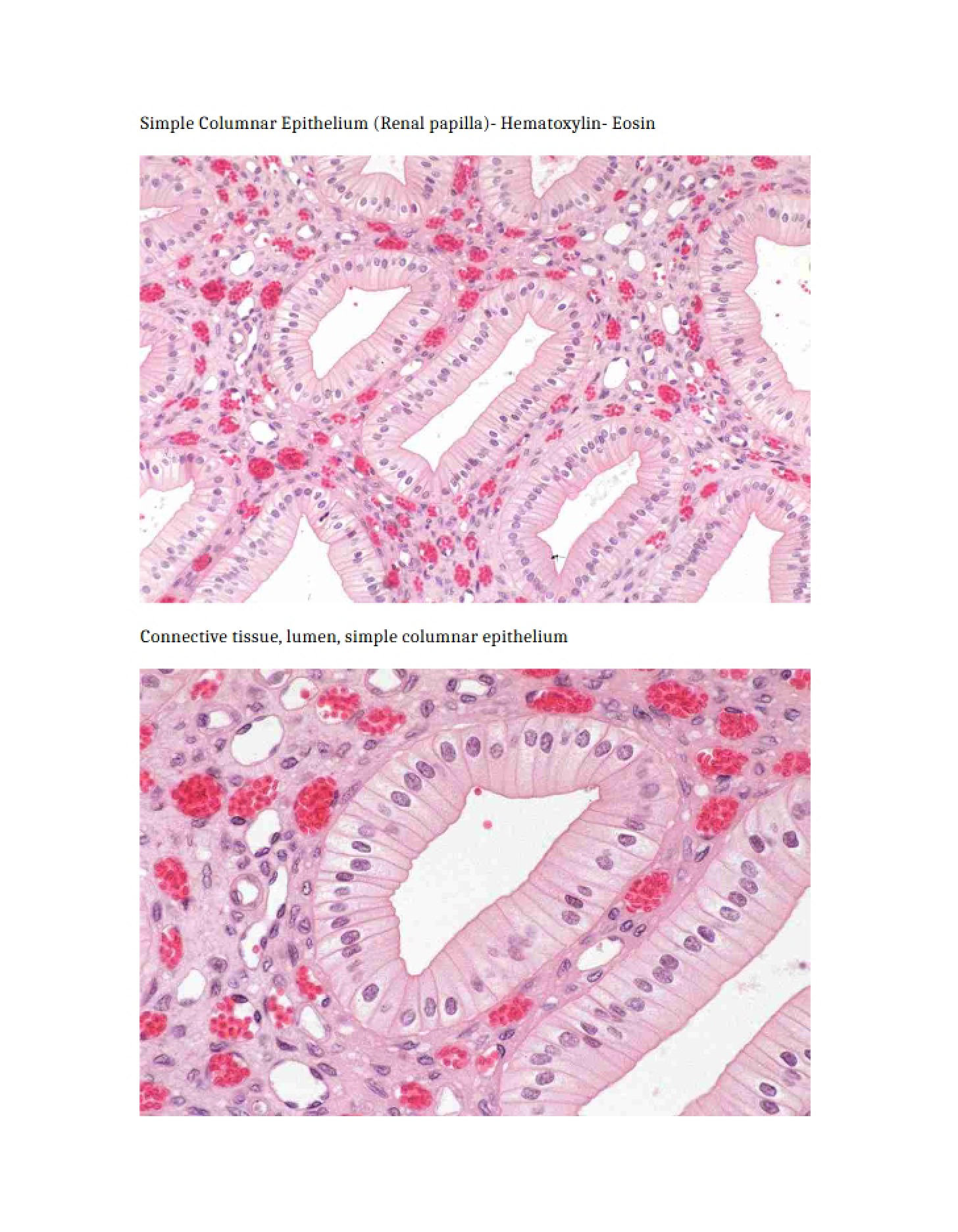 Images for Histology Exam 1