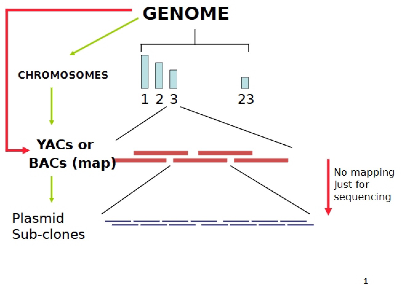 Genome Overview