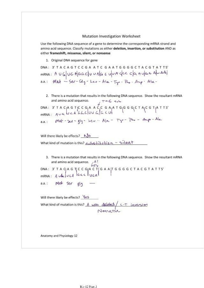 Worksheet for Mutation Investigation
