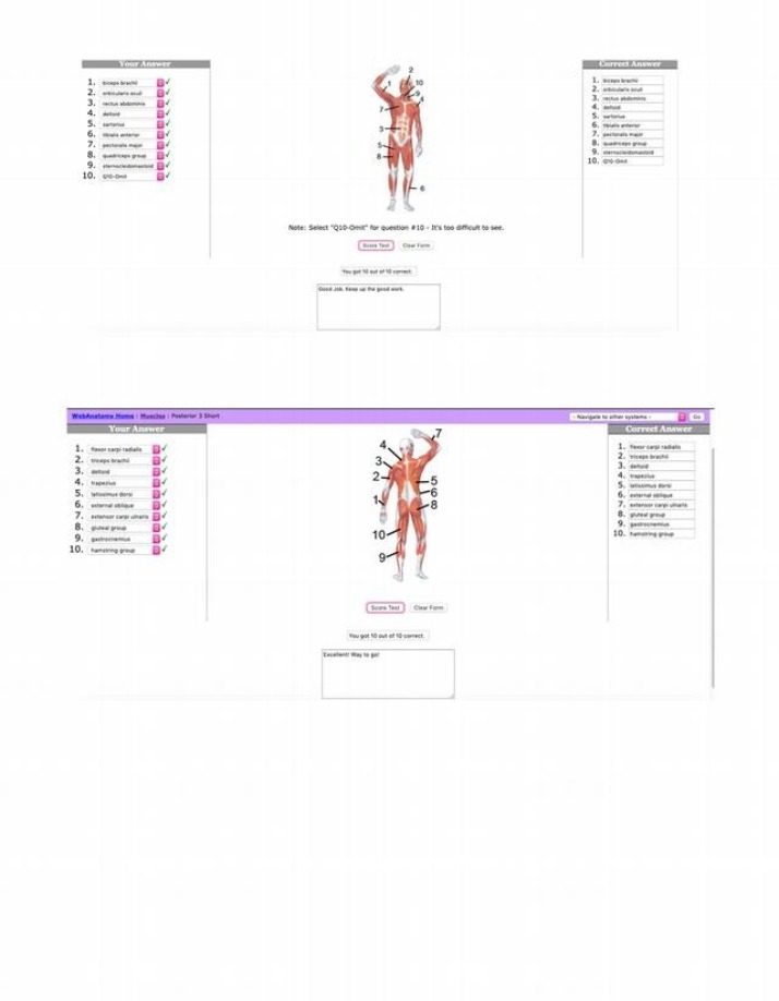 Muscles Anatomy Quiz