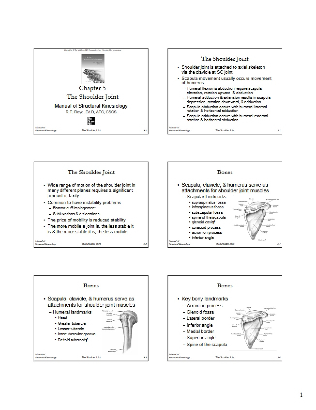 Anatomy of the Shoulder Joint