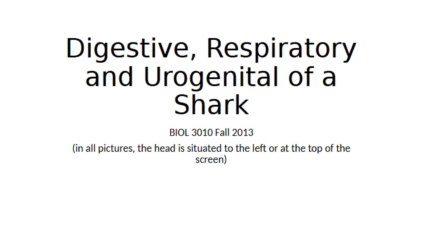 Shark Urogenital, Respiratory, and Digestive Systems