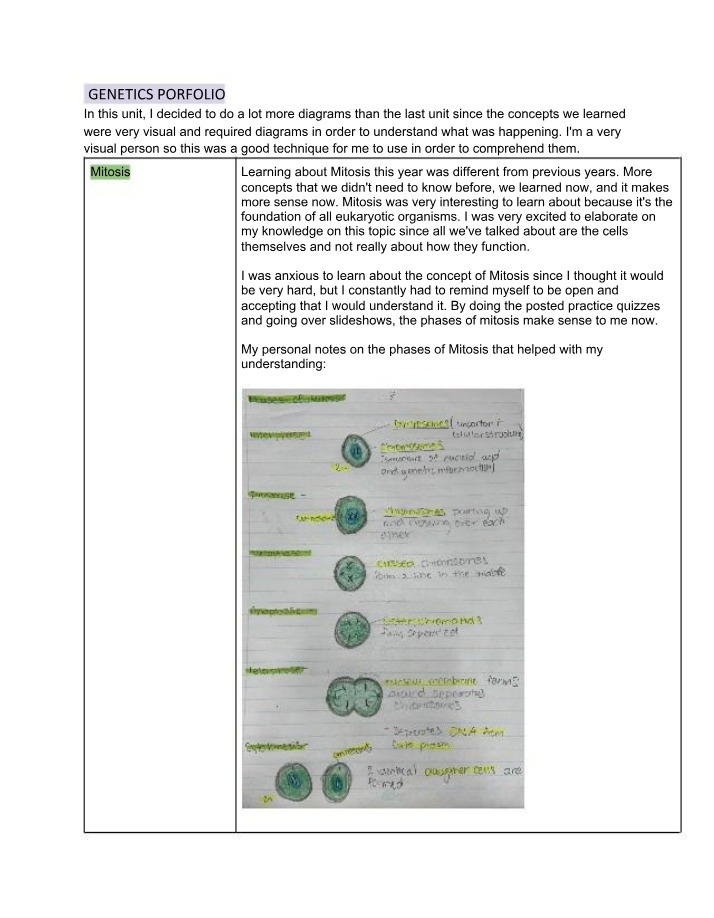 Mitosis and Meiosis - Exploring the Phases