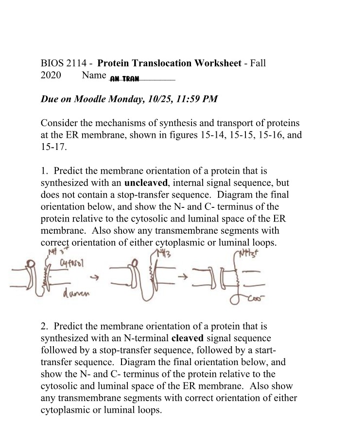 Worksheet - Protein Translocation Mechanisms at the ER Membrane