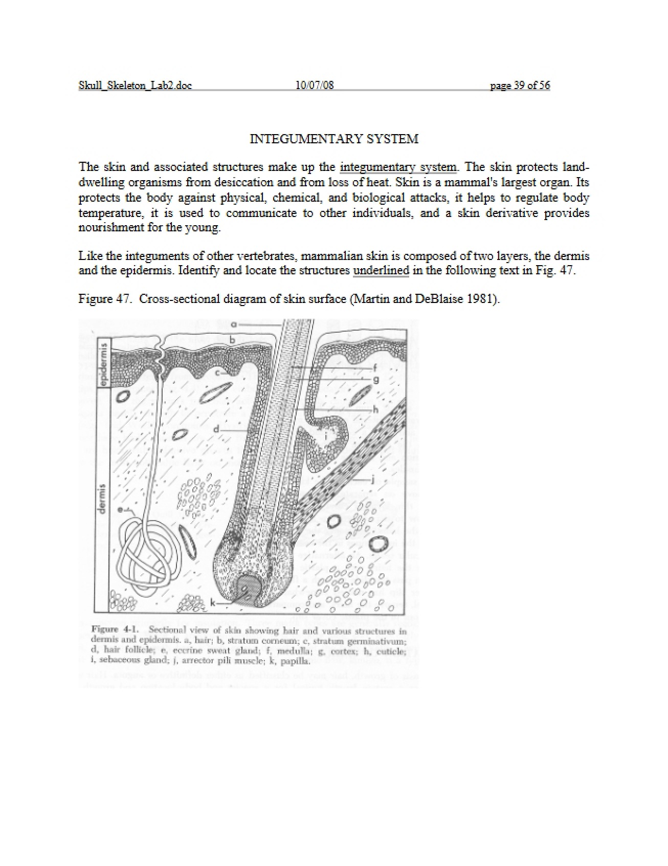 System of the Integument