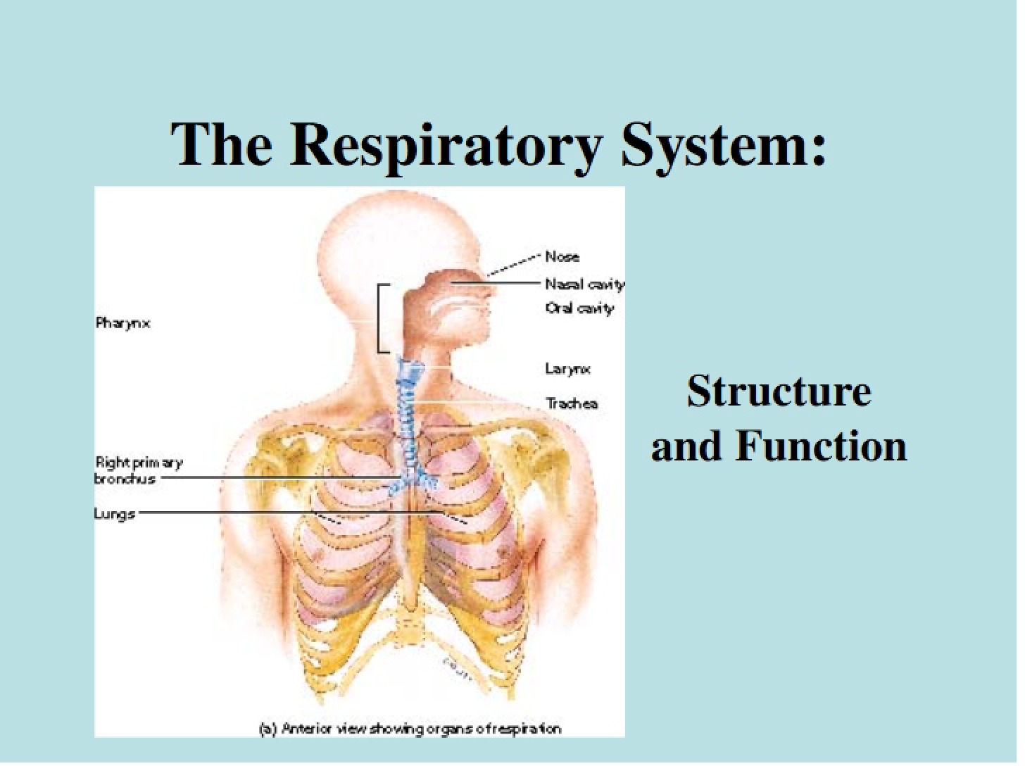 Respiratory System Overview
