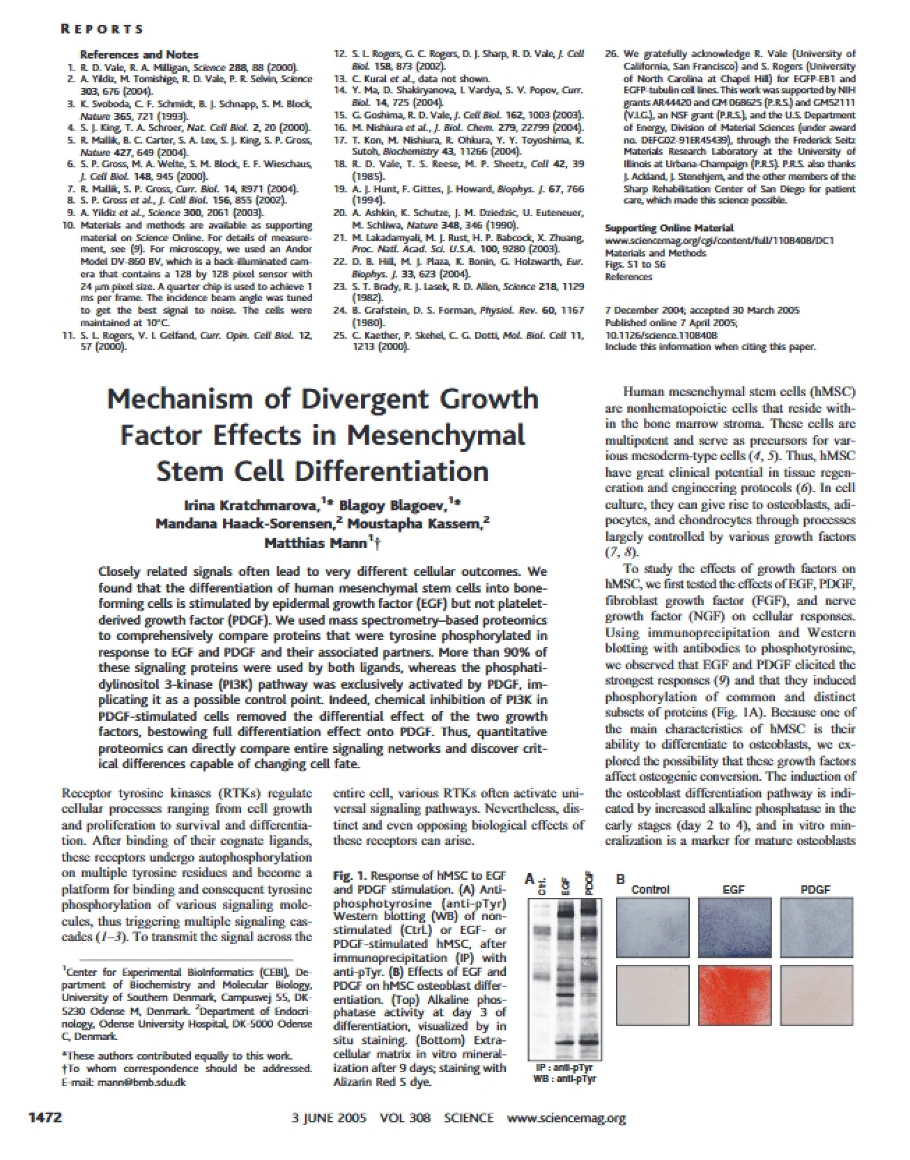 Mesenchymal Stem Cell Differentiation Divergent Growth Factor Mechanisms