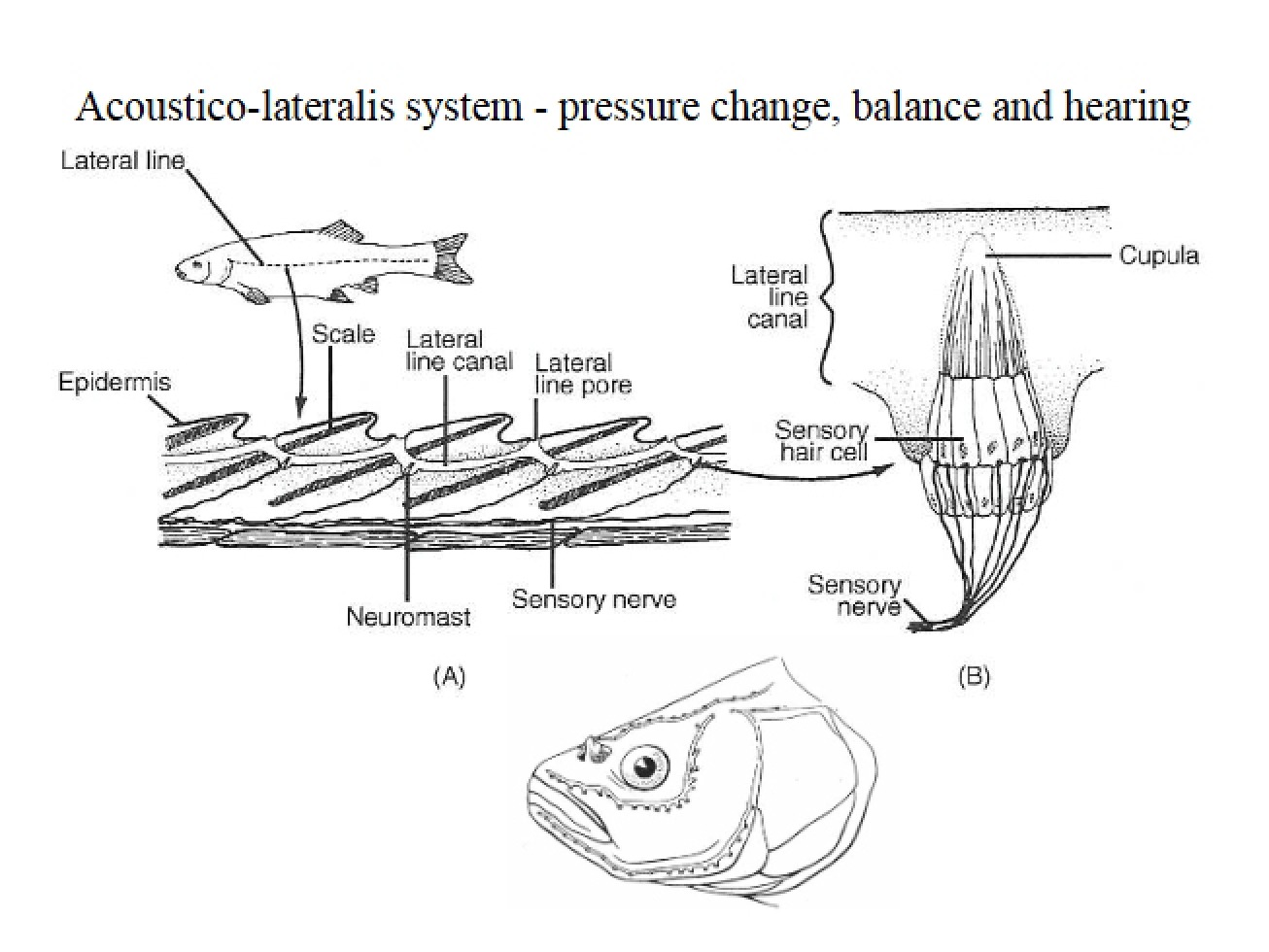 Acoustico-Lateralis System - 13 Pages