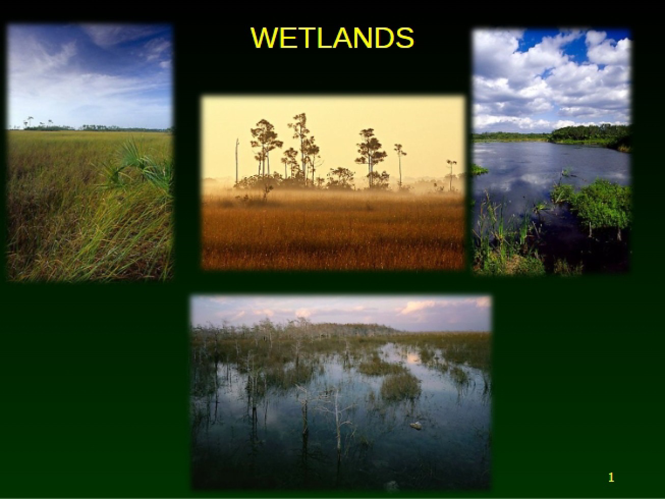 Limnology Wetland Module Five
