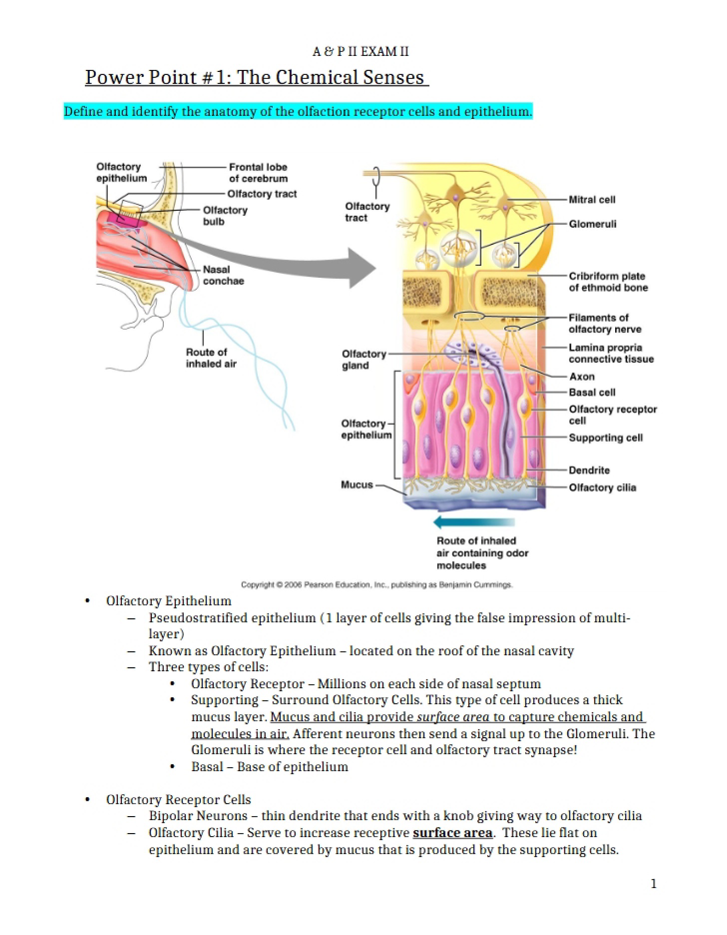 Chemical Senses Presentation (PP 1)