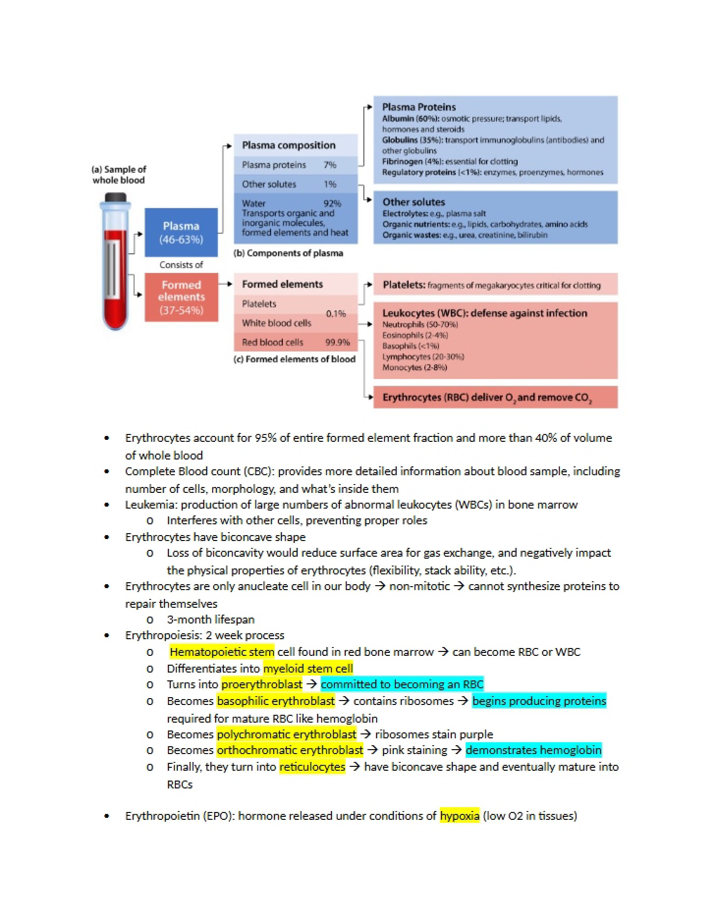 Physiology of Blood