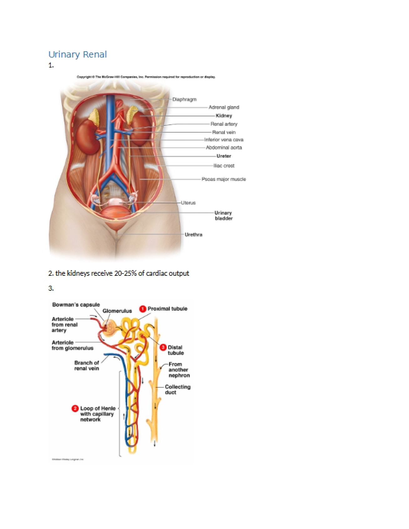 Neurological, Renal, and Urinary Systems