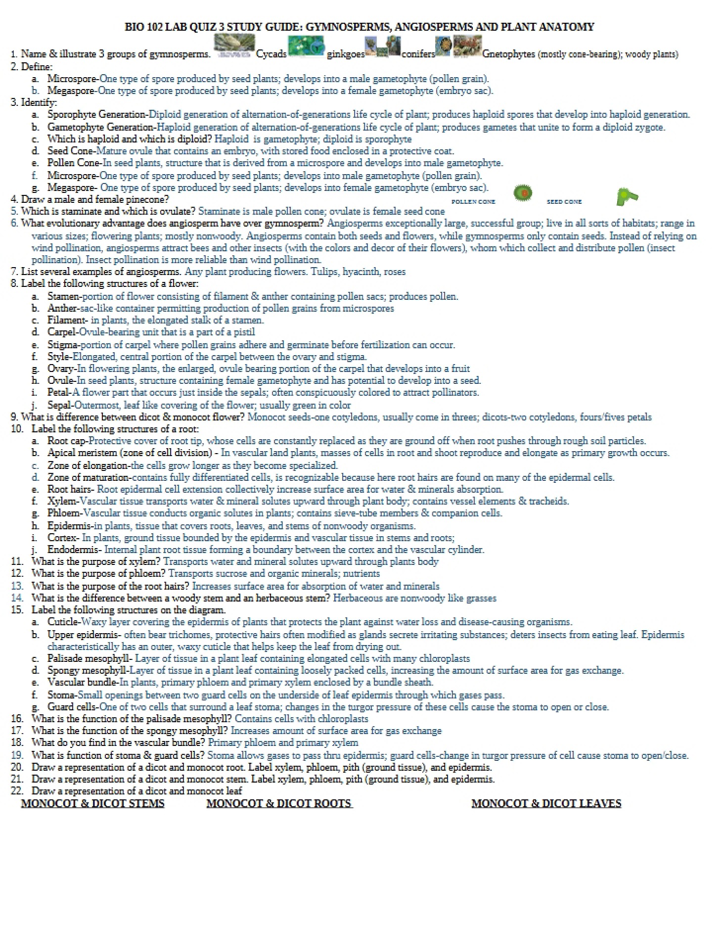 Plant Anatomy, Angiosperms, and Gymnosperms Lab Quiz 3 Guide