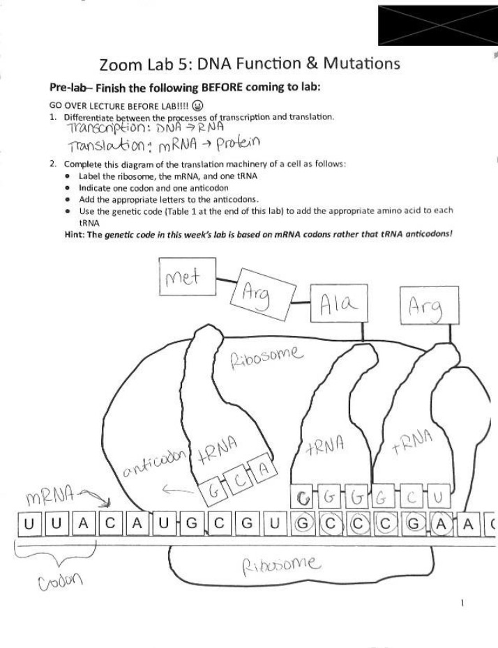 Zoom Lab 5 - Mutations and DNA Function