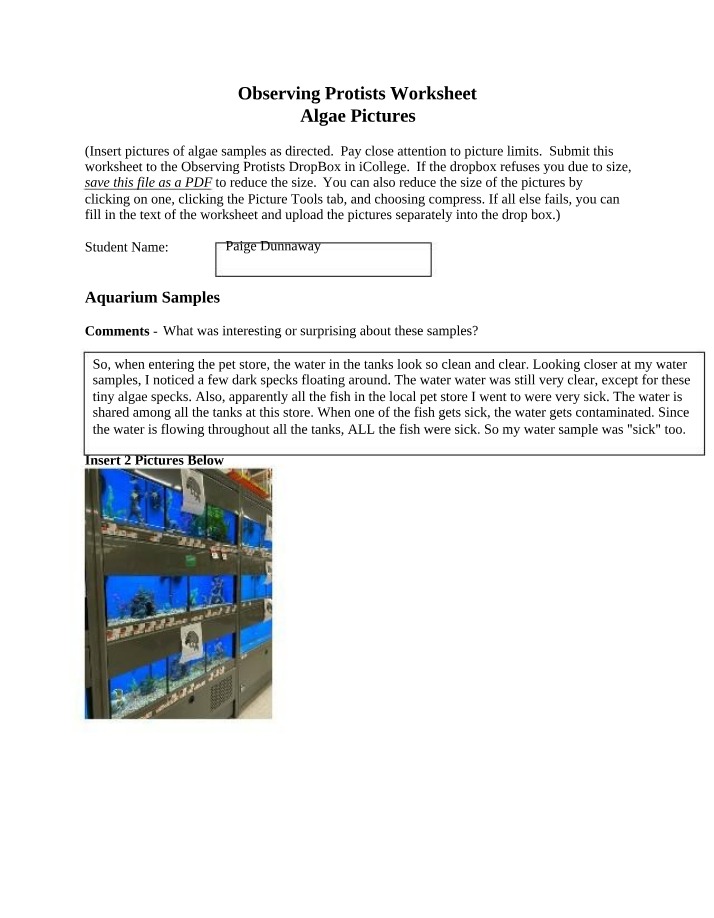 Worksheet on Observing Protists and Algae Pictures