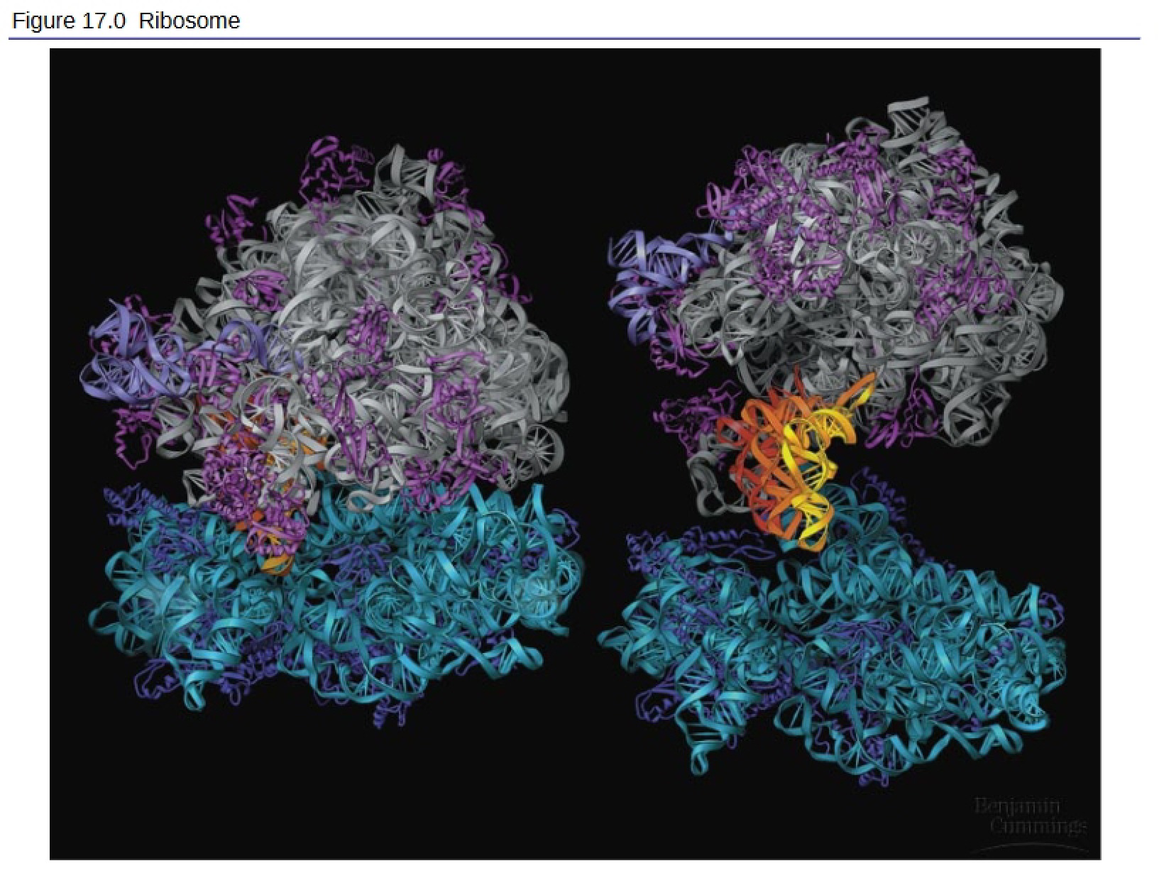 Ribosome Structure