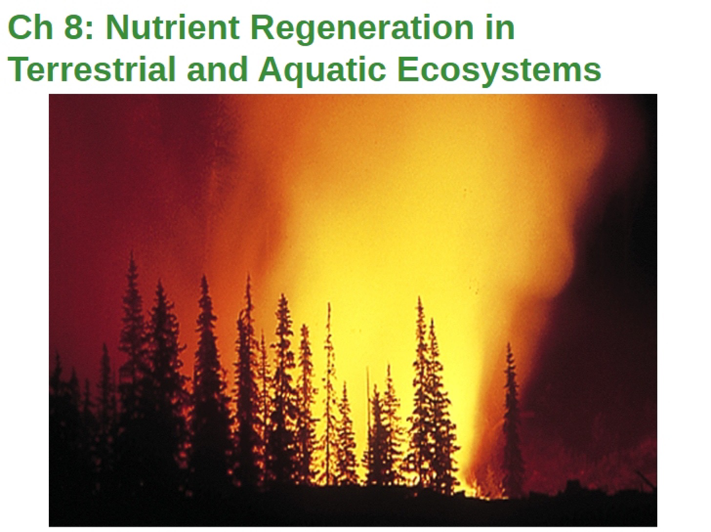 Aquatic and Terrestrial Nutrient Regeneration