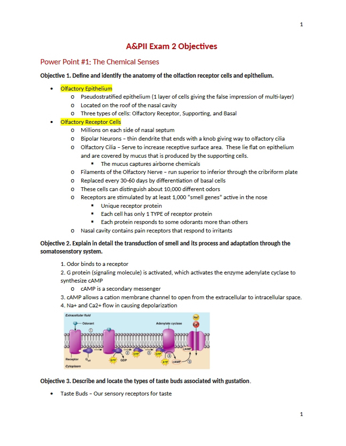 Senses Chemical - 19 Pages