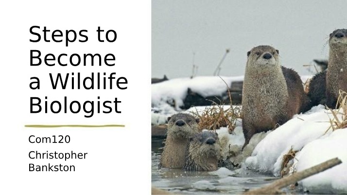 Wildlife Biologist Career Steps