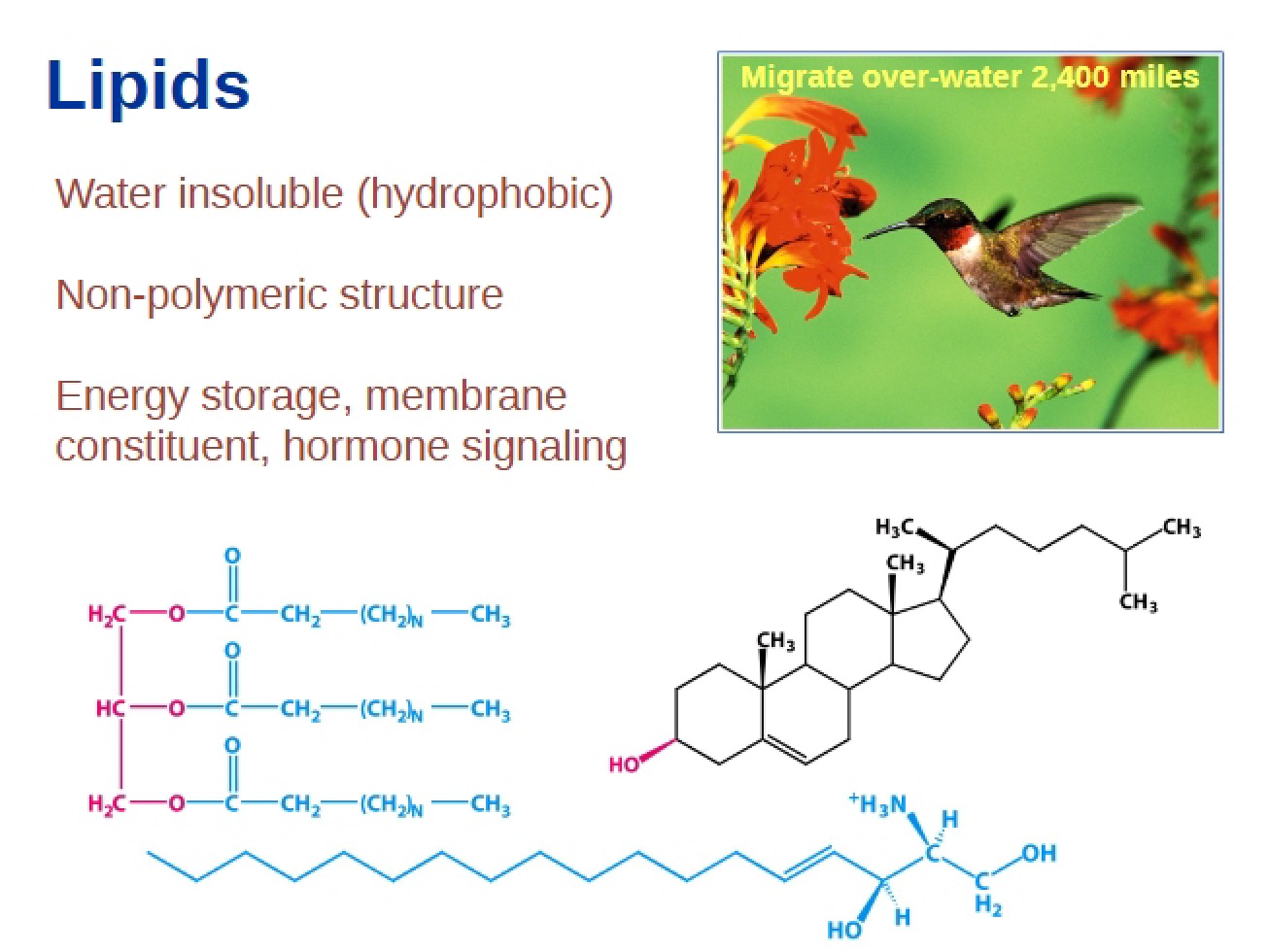Lipids