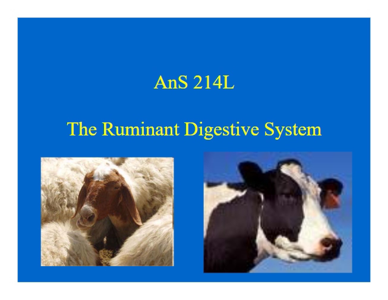 Overview of the Digestive System of Ruminants