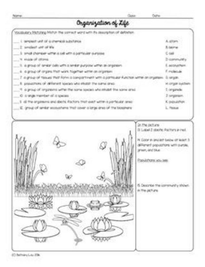 Worksheet - Organization of Life